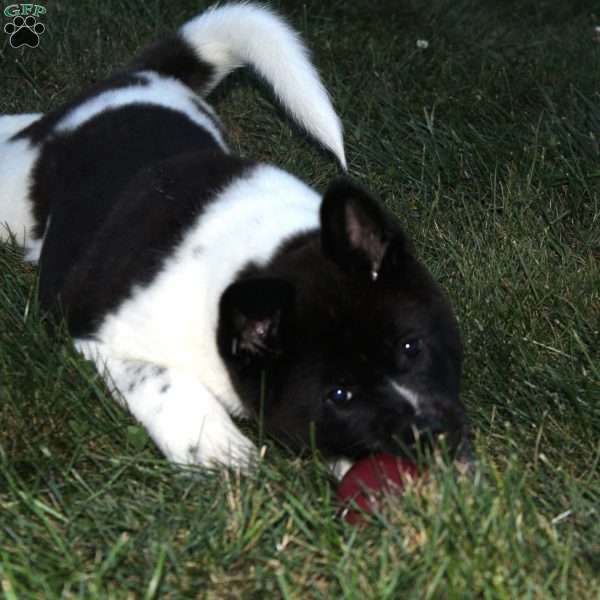 Daisy, Akita Puppy